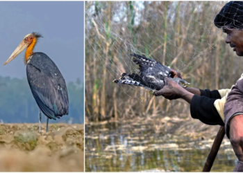 Best Bird Watching Spots In Bhagalpur