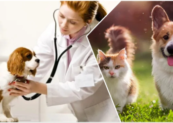Pet Clinics in Bhagalpur