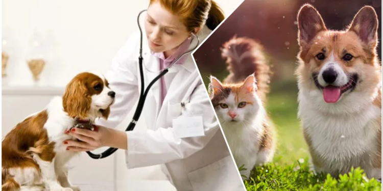 Pet Clinics in Bhagalpur