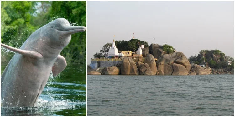 Vikramshila Gangetic Dolphin Sanctuary (Top Sightseeing Places In Bhagalpur)