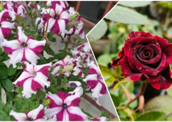 Flower Nursery in Bhagalpur