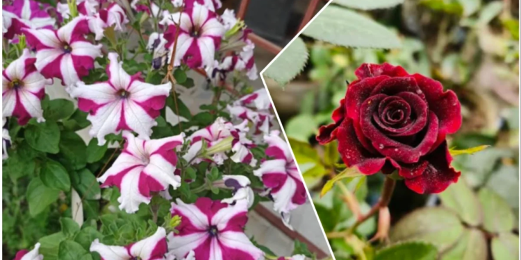 Flower Nursery in Bhagalpur