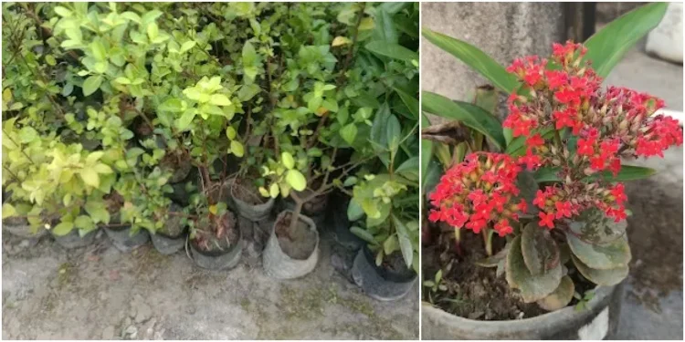 Kushwaha Nursery