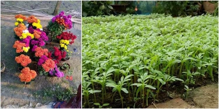 Upavan Vatica Nursery