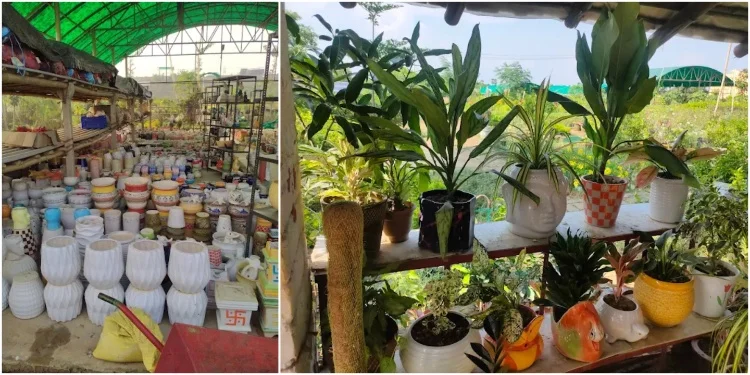 Best Plant Nursery in Bhagalpur - Prakriti Nursery