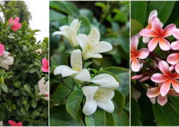 Best Plant Nurseries in Bhagalpur
