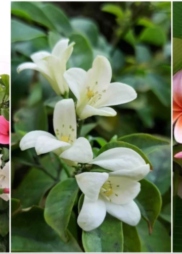 Best Plant Nurseries in Bhagalpur