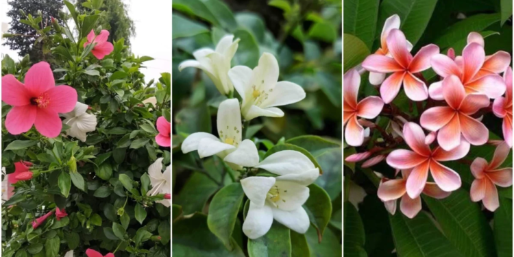 Best Plant Nurseries in Bhagalpur