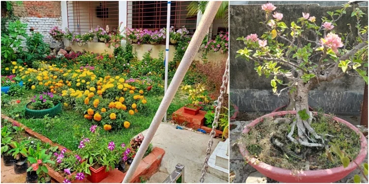 Bhagalpur Champa Nursery