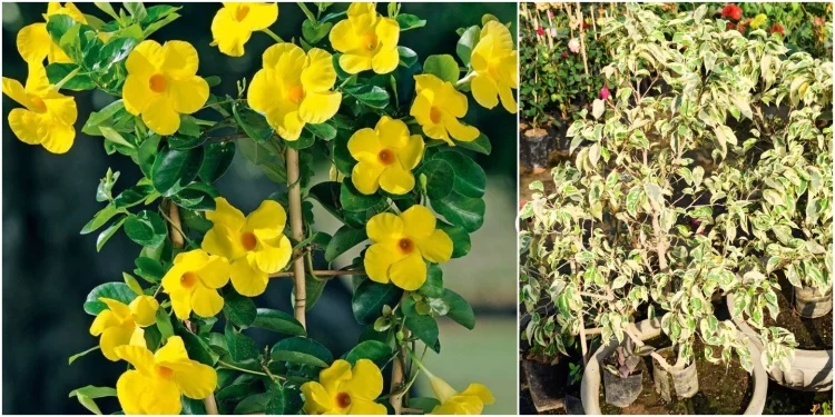 SK Nursery